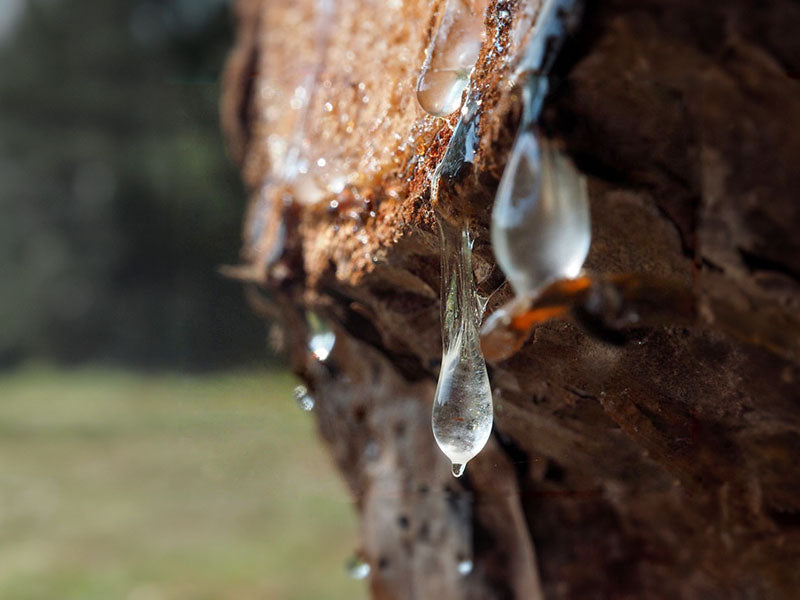 Good Riddance to Rosin!