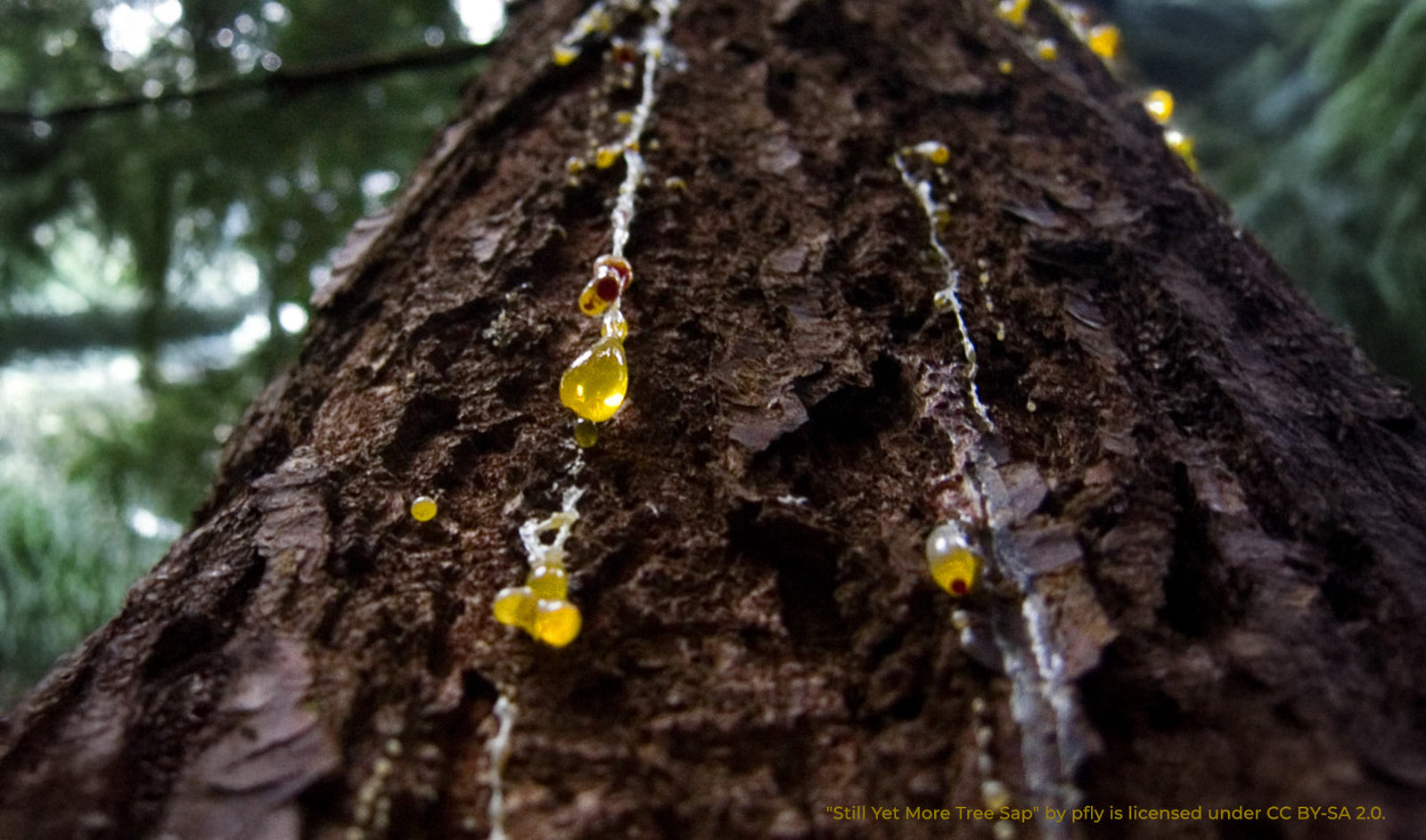 Why we say no to rosin in chalk (and you should too)